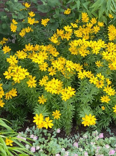 Mädchenauge &#039;Johannes&#039; / Coreopsis verticilla x palmata &#039;Johannes&#039;
