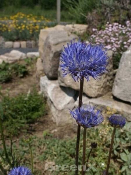 Garten-Blauköpfchen 'Blaulicht' / Jasione laevis 'Blaulicht'