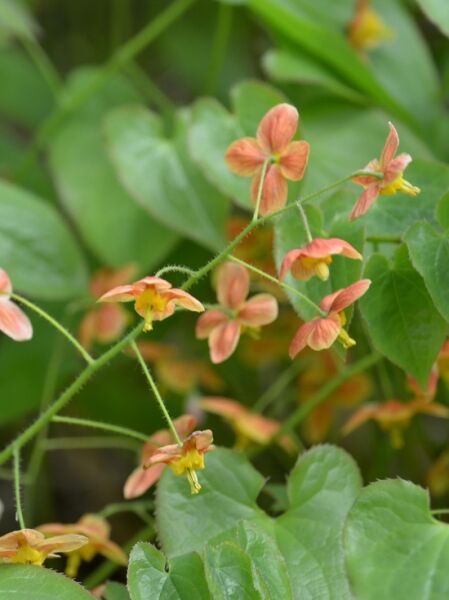 Epimedium warleyense 'Orangekönigin' / Elfenblume