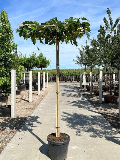 Morus alba 'Fruitless' / Weißer Maulbeerbaum 'Fruitless' als Dachbaum, hoher Stamm im Container mit grünem Laubdach