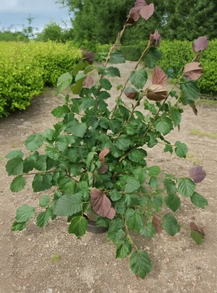 Purpur-Hasel (Corylus maxima 'Purpurea') im Container C20, ca. 125–150 cm, Strauch mit grünem und purpurfarbenem Laub