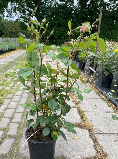 Rosa 'Queen Elizabeth'® / Rose 'Queen Elizabeth' A-Qualität C3, rosafarbene Knospen am aufrecht wachsenden Strauch im Topf