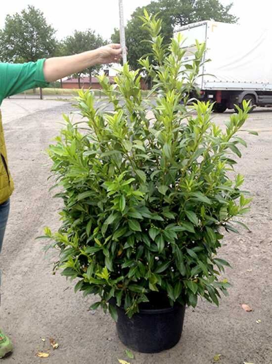 monstera buy online Buy a Monstera Plant In Tokyo Planter | PAN India Delivery