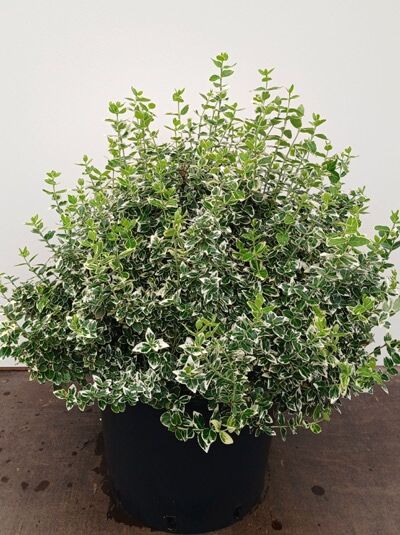 Weißbunte Kriechspindel 'Emerald Gaiety' - Euonymus fortunei 'Emerald Gaiety'