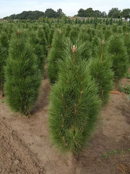 Pinus nigra 'Green Tower' / Säulen-Schwarzkiefer