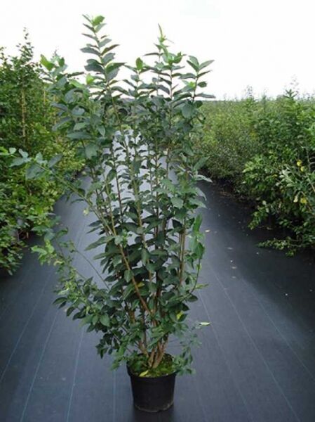 Pfaffenhütchen (Euonymus europaeus) 150–175 cm C20, mehrstämmiger Strauch im schwarzen Pflanzcontainer mit grünem Laub.