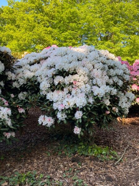 Rhododendron 'Koichiro Wada' auf Stamm / Rhododendron 'Koichiro Wada' auf Stamm