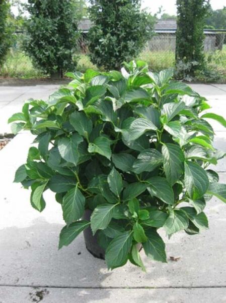 Bauern-Hortensie 'Renate' (Hydrangea macrophylla) 60-80 cm C20, buschige Pflanze im Topf mit vielen grünen Blättern.