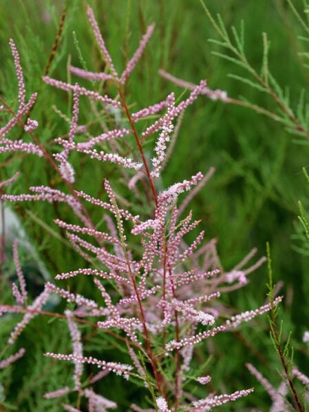 Sommertamariske 'Rubra' (Tamarix ramosissima 'Rubra') mit rosafarbenen Blütenrispen an feinen, verzweigten Trieben