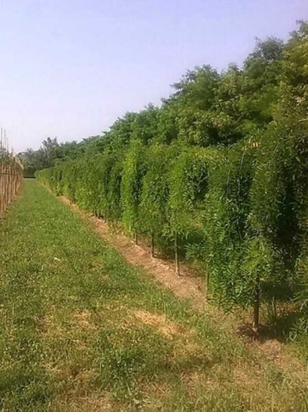 Hängender Perlschnurbaum / Hängender Honigbaum / Sophora japonica 'Pendula'