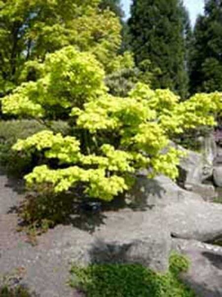 Acer shirasawanum 'Aureum' / Japanischer Gold-Ahorn