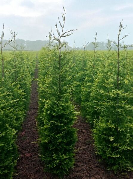 Gelbe Riesenzypresse (Cupressocyparis leylandii 'Castlewellan Gold') 175–200 cm mit Ballen, aufrecht wachsender Nadelbaum im Feld.