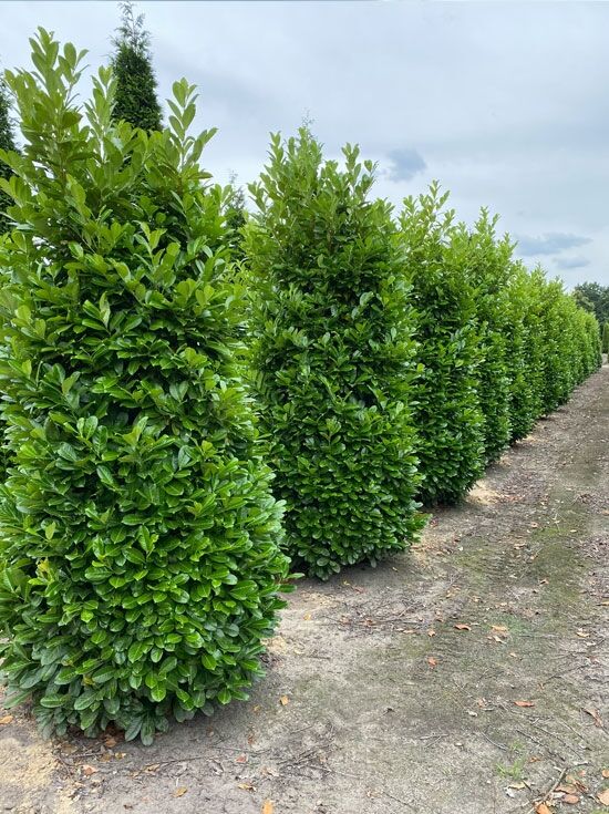 Kirschlorbeer 'Rotundifolia' / groblttriger Kirschlorbeer - Prunus  laurocerasus 'Rotundifolia'