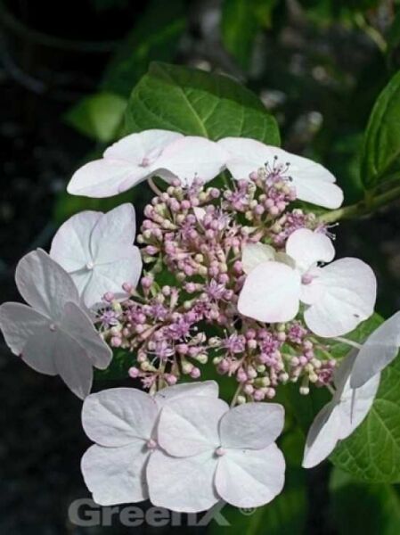 Hydrangea macrophylla 'White Wave' / Bauern-Hortensie 'White Wave'