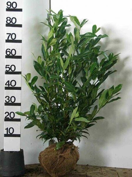 Prunus laurocerasus 'Reynvaanii' / Kirschlorbeer 'Reynvaanii' 80-100 cm m. B., mehrtriebiger Strauch mit Ballen