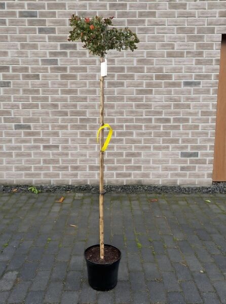 Niedriger Spindelstrauch (Euonymus alatus) 'Compactus' Stämmchen, 120 cm Stamm, im Pflanztopf C7 mit Kugelkrone