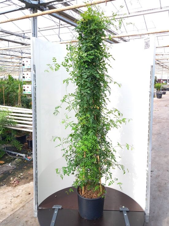 Echter Jasmin - Jasminum officinale - Baumschule NewGarden