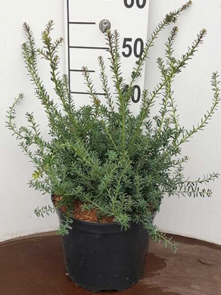 Podocarpus lawrencii 'Blue Gem' / Steineibe 'Blue Gem' 30-40 cm C7 im Topf, buschiger Wuchs mit nadelartigen Trieben.
