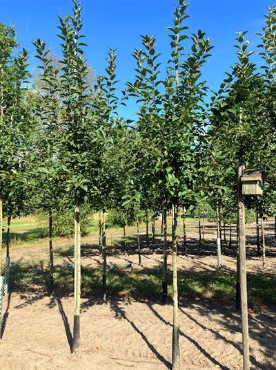 Malus 'Rudolph' / Zierapfel 'Rudolph' Hochstamm 8-10 StU m. B., junger Baum mit geradem Stamm und grünem Laub.
