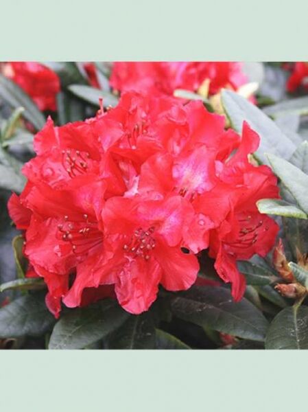 Rhododendron 'Sardana' / Rhododendron haematodes 'Sardana'