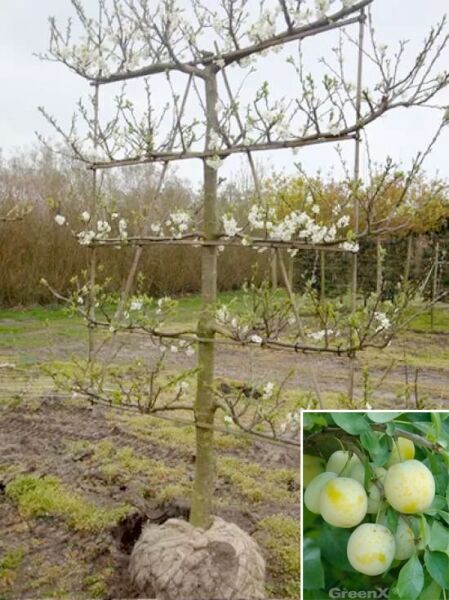 Prunus domestica 'Hauszwetschge' (Pflaume Hauszwetschge) als Boden-Spalier, Spalierbaum mit Stamm und waagerechten Leitästen.