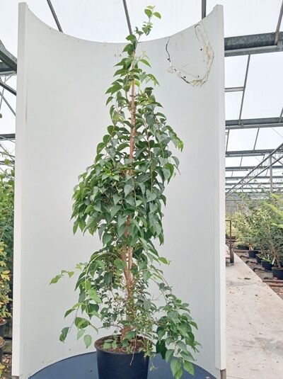 Japanischer Storaxbaum - Styrax japonicus ‘Rubra Pendula‘