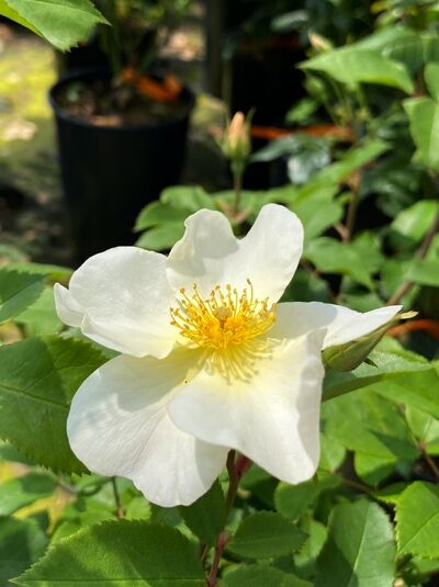 Englische Rose 'Kew Garden' (Rosa 'Kew Garden') mit weißer, einfacher Blüte und gelber Mitte, umgeben von grünem Laub.