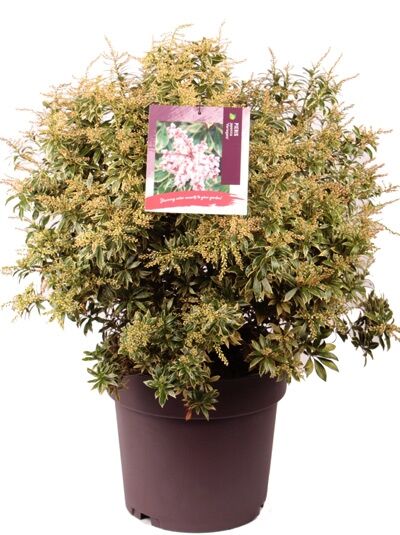Weißbuntes Schattenglöckchen / Pieris japonica 'Variegata'