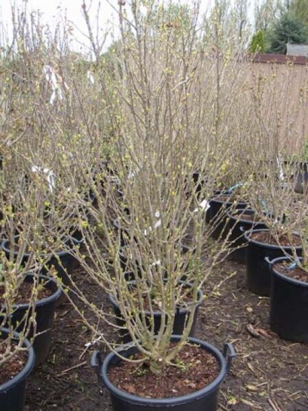 Garten-Eibisch 'Duc de Brabant' / Strauch-Eibisch 'Duc de Brabant' / Garten-Eibisch 'Duc de Brabant' / Strauch-Eibisch 'Duc de Brabant'