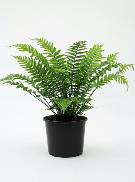 Elefantenrüsselfarn (Dryopteris atrata / Dryopteris hirtipes) Variante C3 im Topf mit grünen, gefiederten Wedeln.