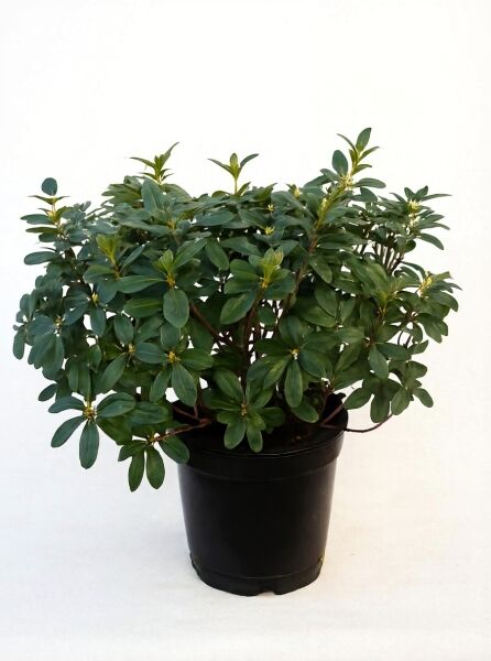 Rhododendron wardii 'Jamarella' / Rhododendron 'Jamarella', 70–80 cm Breite, Solitär im Topf mit grünem Laub und Knospen.