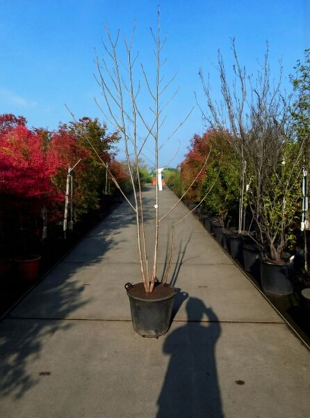 Asimina triloba (Dreilappige Papau) als mehrstämmiger, laubloser Jungbaum im Container C50, Höhe 175–200 cm.