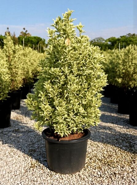 Japanischer Spindelstrauch 'Bravo' (Euonymus japonicus 'Bravo') im Topf, weiß-grün panaschiertes Laub, 125-150 cm, C35.