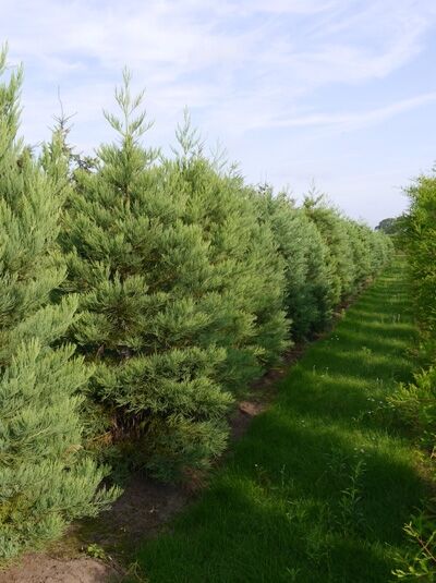 Sequoiadendron giganteum / Mammutbaum / Bergmammutbaum