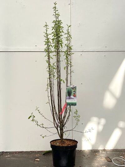 Säulenförmige Felsenbirne Amelanchier canadensis 'Rainbow Pillar', 60–100 cm, im Topf C5 mit schlanken, aufrechten Trieben.
