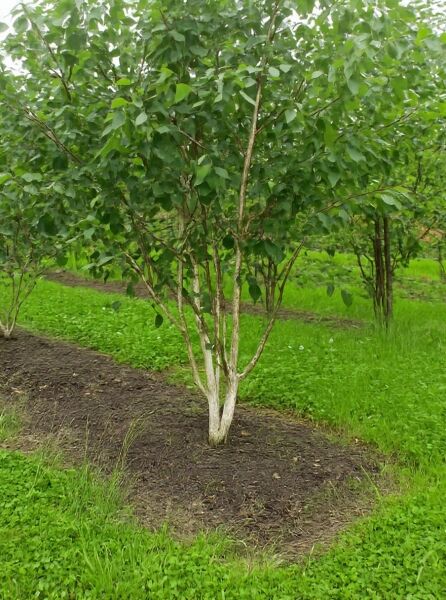 Weißrindige Himalaja-Birke (Betula utilis jacquemontii) mehrstämmig, 200–250 cm, mit grünem Laub und heller Rinde.
