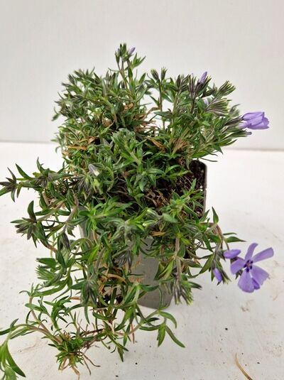 Teppichphlox 'Benita' (Phlox subulata 'Benita') P9 im Topf mit grünem, nadelartigem Laub und violetten Blüten