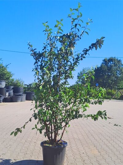 Bodnant Schneeball 'Dawn' / Winterschneeball 'Dawn' 200-250 cm mehrstämmig / Viburnum bodnantense 'Dawn' (1577136)