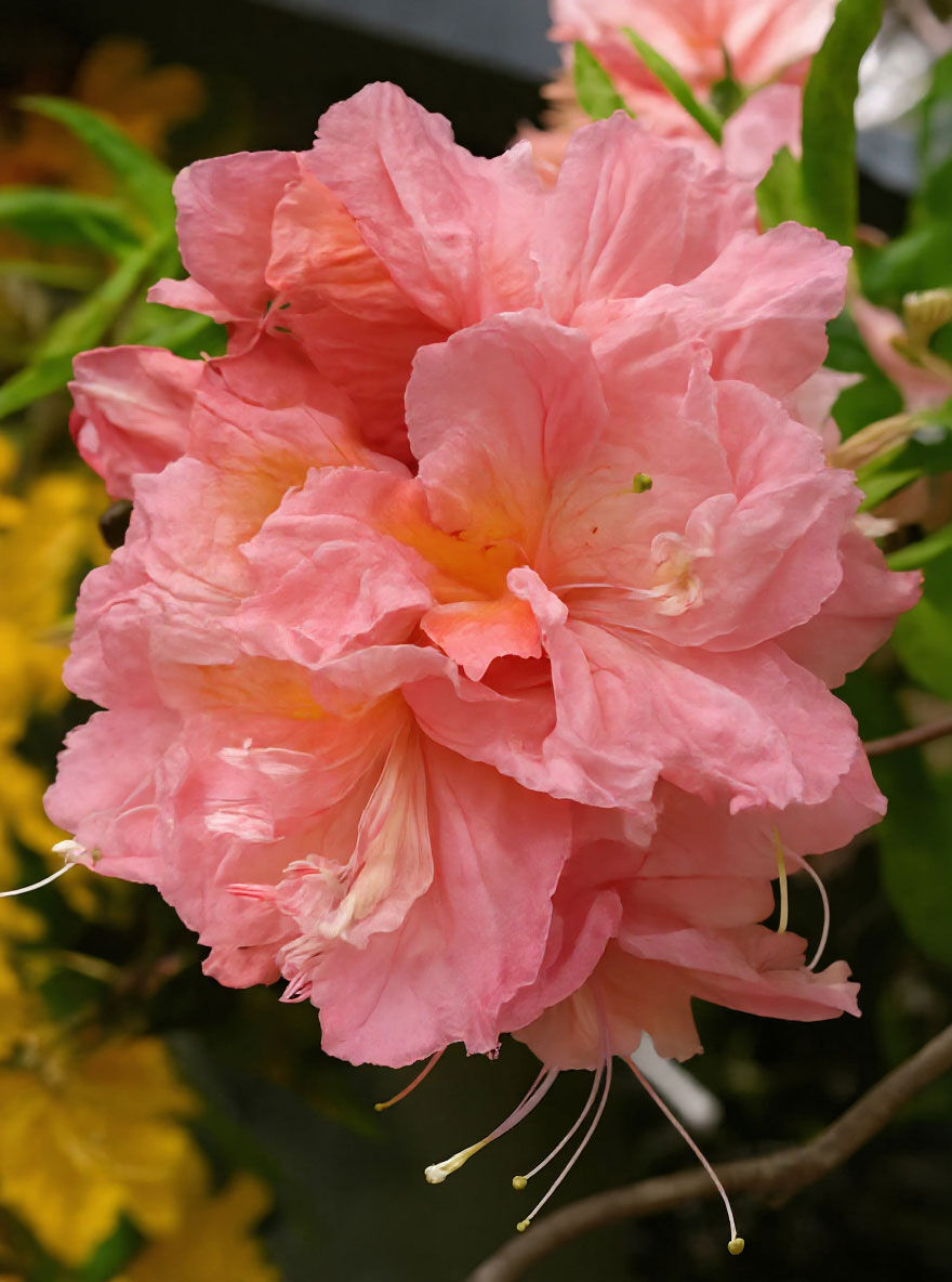 Laubabwerfende Azalee 'Strawberry Ice' - Azalea luteum 'Strawberry Ice ...