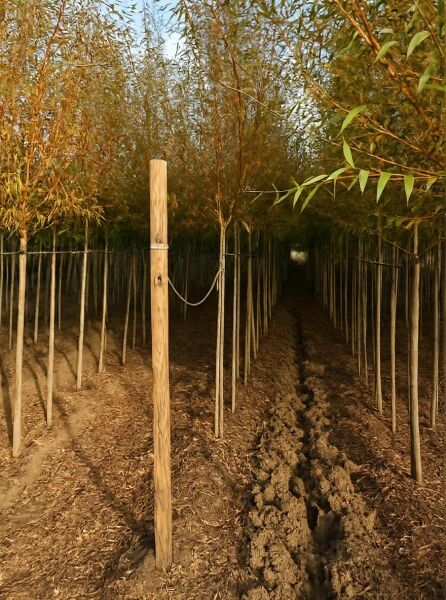 Salix alba 'Chermesina', Silber-Weide 'Chermesina' Hochstamm 14-16 StU, junger Baum im Feldanbau mit Stützpfahl und Bindung
