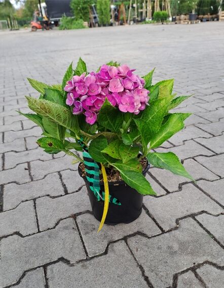 Bauern-Hortensie Hydrangea macrophylla 'Magical Opal'® C2 im Topf mit grünen Blättern und rosa Blütenbällen.
