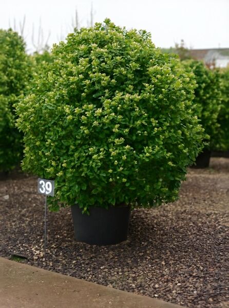 Viburnum tinus 'Eve Price' (Mittelmeer-Schneeball) immergrüner Strauch im Topf, 200–250 cm, C240