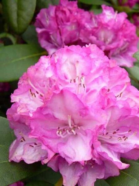 Rhododendron yakushimanum 'INKARHO Blurettia' / Rhododendron 'INKARHO Blurettia'