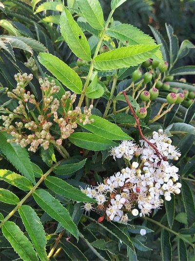 Vogelbeere / Eberesche 'Autumn Spire' - Sorbus aucuparia 'Autumn Spire'