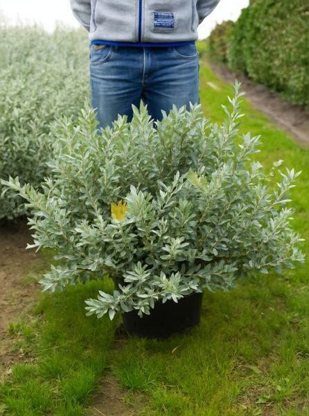 Salix helvetica (Schweizerweide) 60–80 cm breit, C20, buschiger Strauch im Container mit silbrig-grünem Laub