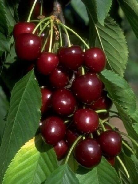 Prunus avium 'Star' / Süßkirsche 'Star' mit reifen, dunkelroten Kirschen in Trauben und grünen Blättern am Zweig