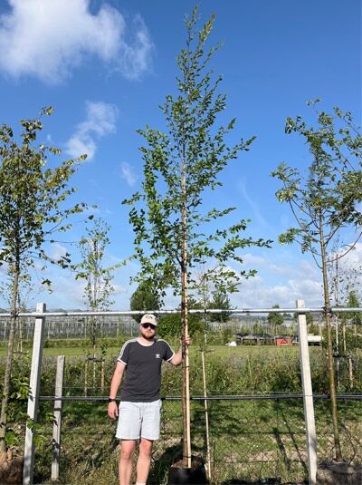 Ostrya carpinifolia / Gemeine Hopfenbuche Hochstamm 10-12 StU im Container, schlanker Stamm mit aufrechtem Wuchs und grünem Laub.
