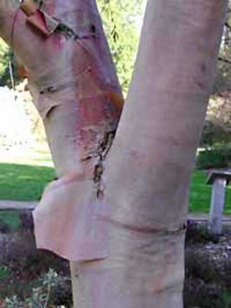 Kupfer-Birke / Chinesische Birke / Betula albosinensis