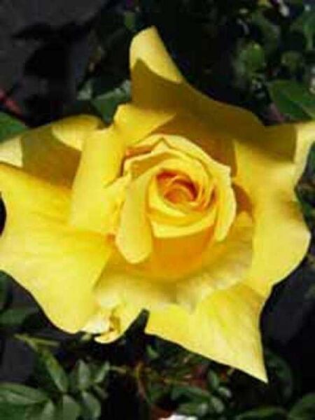 Edelrose 'Landora' / Rosa 'Landora ®'