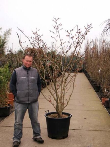 Zaubernuss 'Jelena' / Zaubernuss 'Jelena'